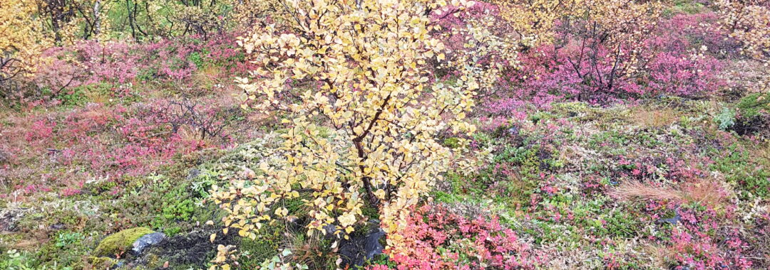 Beautiful autumn colors in Skaftafell.