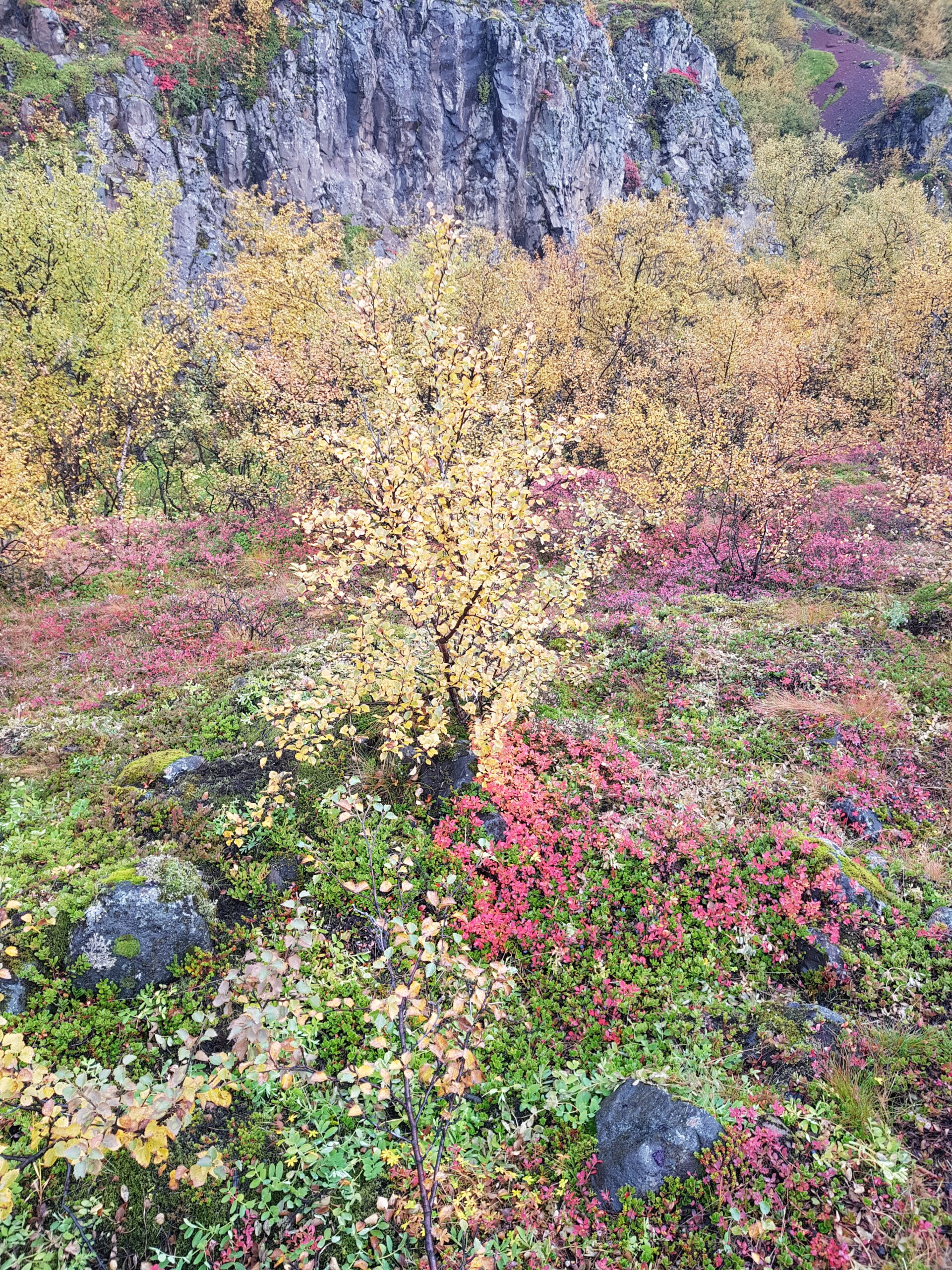 Beautiful autumn colors in Skaftafell.